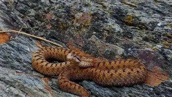Un estadounidense camina por España, encuentra una serpiente y cae tarde en el error que cometió