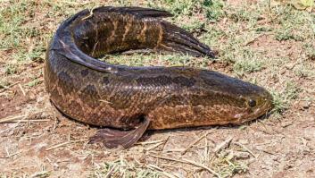 La ciencia lleva 85 años buscando a este pez rarísimo: lo encuentran cuando se lo van a comer unos indígenas