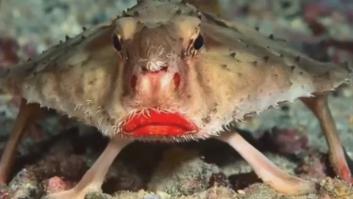 Todos hablan de este pez que sorprende por sus labios rojos
