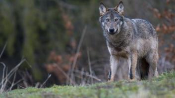 El TSXG paraliza de forma cautela la resolución de la Xunta de Galicia que reactivaba la caza del lobo