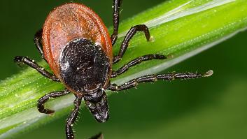 Adiós a las garrapatas: el ejército de plantas que protegerán tu jardín y casa todo este verano