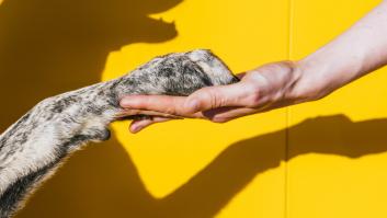 Advierten que el gesto de amor con la que era tu mascota te puede costar 60.000 euros