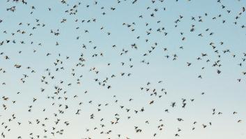 Un extraño insecto vuela por las casas de los españoles y no debe matarse bajo ninguna circunstancia: es un exterminador de plagas