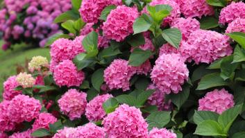 Adiós a las hortensias: los jardineros animan a dejar de plantar esta flor de las abuelas al considerarla una batalla perdida