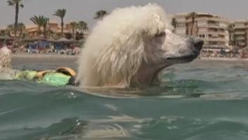 Nilo, el caniche socorrista que causa sensación en la playa de Málaga