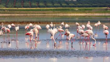 En Reino Unido animan a sus residentes a visitar el paraíso de los flamencos de España