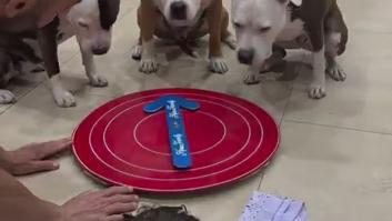 El divertido juego de un hombre con sus tres perros: "Tiempo de calidad"