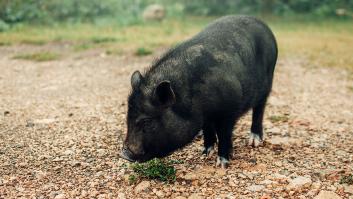 Un pueblo de Barcelona quiere frenar la invasión de jabalíes en sus contenedores a base de olor a orina