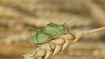 Un intruso acaba con parte del hábitat de una especie de saltamontes con un valor de 250 euros el ejemplar