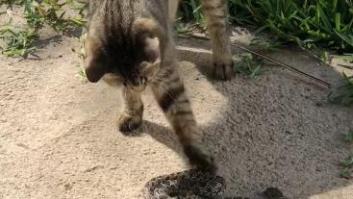 Las serpientes de Ibiza se chocan con el valiente protector de cuatro patas que les 'da collejas'