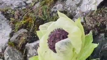 La extraña flor perenne familia del girasol que tiene propiedades medicinales y muy pocos conocen