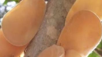 Muchos se lo comerían pensando que es una fruta pero detrás de ese aspecto apetecible se esconde un insecto