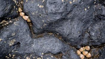 Los científicos están alucinando con la rara especie marina que nunca come y puede sobrevivir a 400 grados