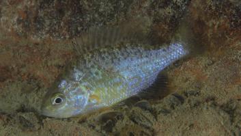 Libera un pez de acuario muy popular y años después se convierte en la especie invasora destructora de lagos