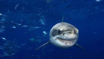 Se topan en una playa con uno de los reyes del mar sin mandíbula y todo señala la acción del hombre