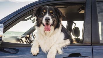 Una veterinaria revela cada cuánto tiempo tienes que parar si viajas con tu perro en coche estas vacaciones