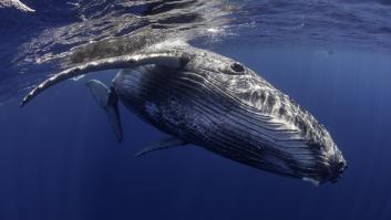 Científicos sorprenden al descubrir que las ballenas están enviando mensajes a los humanos