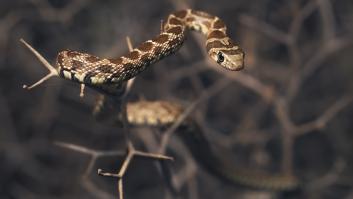 En Alemania lanzan una guía para que sus ciudadanos encaren la "plaga de serpientes" en España