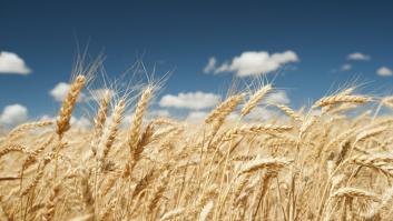 Los egipcios ya tenían pruebas de embarazo naturales que realizaban con trigo y cebada