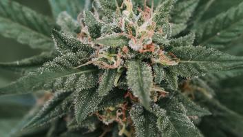 Cinco detenidos en Elche por entregar drogas a estancos y tiendas camufladas como CBD