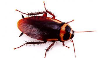 Alerta de expertos por una plaga de cucarachas cerca de España: es una especie agresiva y que vuela