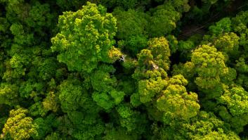 Alerta por el árbol más peligroso del mundo: quienes lo tocan mueren al instante y se oculta en este lugar