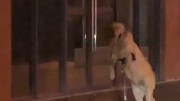 No pueden creer la forma de pasear del perro labrador: el vídeo ha alcanzado más 4 millones de visualizaciones en 24 horas