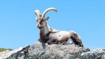 Este animal vivía en los Pirineos, se extinguió dos veces y su fantasma aún siembra preguntas incómodas