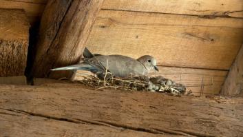 Los ornitólogos piden que no cojas jamás a este animalito indefenso: reduces su opción de sobrevivir