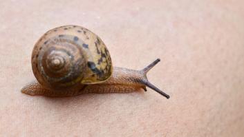 Alerta por el caracol asesino letal para los perros que "también supone un riesgo para los humanos"