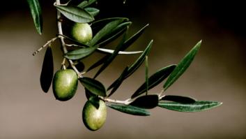La aceituna en riesgo de extinción en España que podría acabar con un aceite gourmet reconocido internacionalmente
