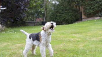 Tu perro ladra a unas personas y con otras es amable por una razón alejada de la venganza