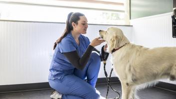 Soy veterinaria y estas son las 'únicas' razas de perros que tendría