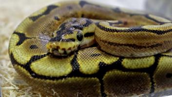 Un niño duerme con una pitón durante años hasta que un día el reptil se cansa de 'cariñitos' y pasa a la acción