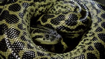 Un ecologista acepta dejarse comer por la serpiente más grande del mundo y detienen el reto en directo: "Mi cara, necesito ayuda"