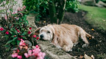 Los expertos piden a los jardineros españoles que instalen una malla roja en jardín ya mismo