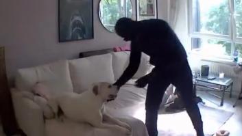 Entra un ladrón en casa y su perro hace lo nunca visto: "Creo que es el peor perro guardián de la historia"
