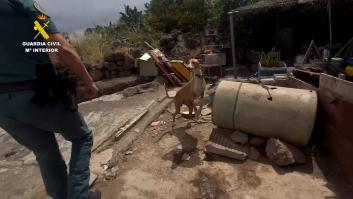 Investigado por tener perros en pequeñas jaulas, sin agua y comida en una finca de Gran Canaria