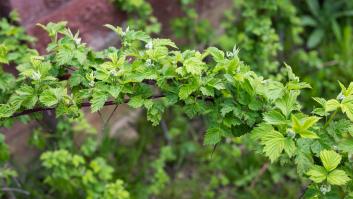 Alertan sobre la planta invasora en España que puede causar quemaduras e incluso ceguera permanente