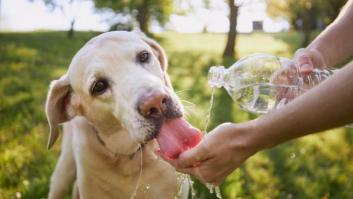 Ola de calor en perros y gatos: protege a tu mascota con la regla de los 5 segundos