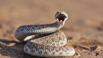 Si ves este agujero en tu jardín, máxima precaución: puede tratarse de un nido de serpientes