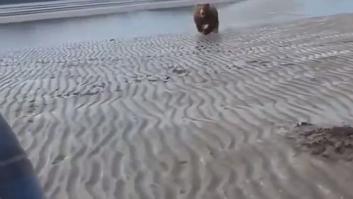 Un oso le da el susto de su vida y la técnica que usa para ahuyentarlo es para tomar nota