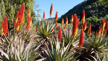 El jardín botánico más grande de España no está en la Península: un mosaico de formas, aromas y texturas