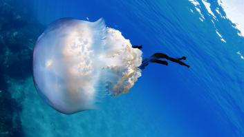 Una medusa gigante ya se deja ver por las playas de Málaga y describen el protocolo en caso de que te pique