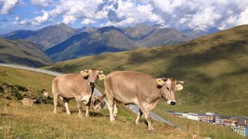 Diez vacas se escapan de un camión en Castellón y cinco de ellas siguen desaparecidas