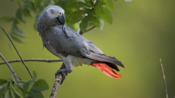 Un loro con acento británico se escapa y vuelve a su casa años después hablando español