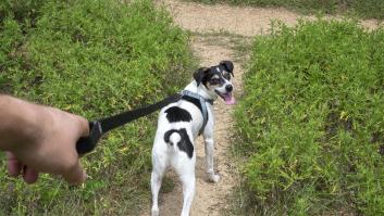Los veterinarios se alejan de las garrapatas y advierten de la planta lesiva que suma cada vez más víctimas