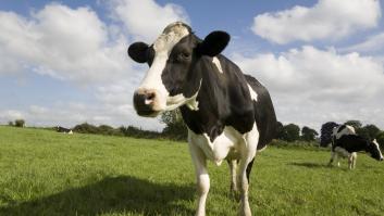 Una vaca cae por un extraño agujero de tres metros y al rescatarla descubren reliquias con 200 años de antigüedad