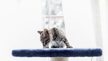 Una gatita se esconde siempre en su refugio y su inusual comportamiento oculta un triste destino