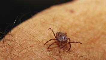 Pon 20 minutos sobre tu ropa a este animal y adiós garrapatas para siempre: su olor las ahuyenta como el fuego